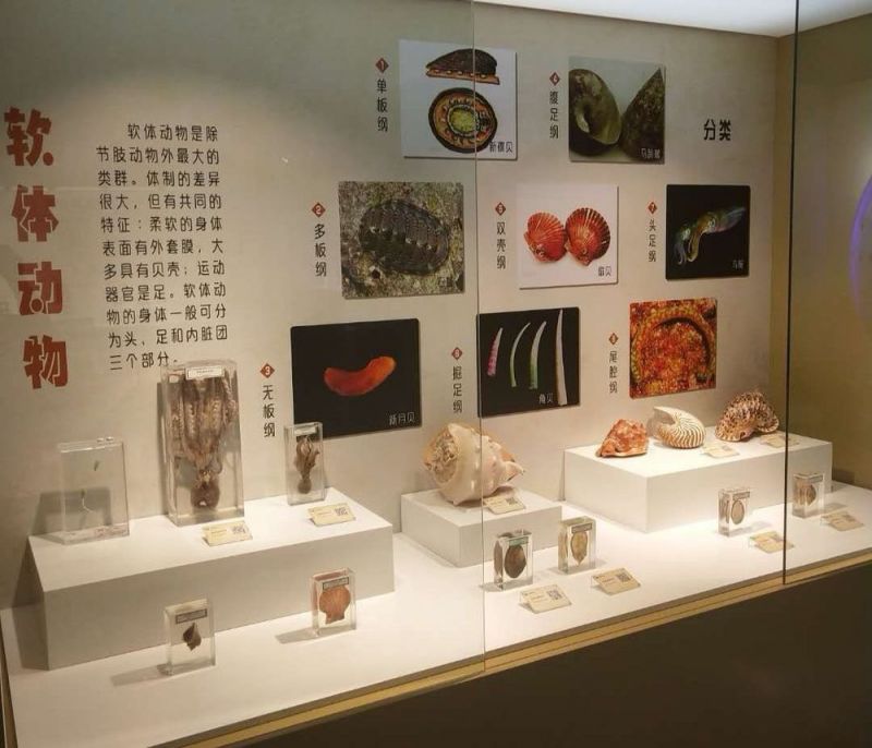 標(biāo)本展覽館