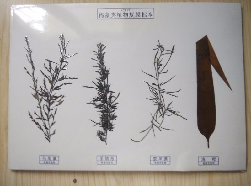 褐藻類植物