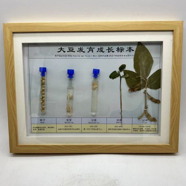 植物標(biāo)本的生長史