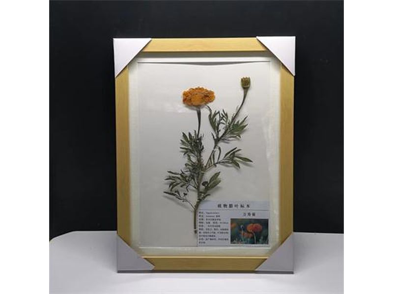 植物臘葉標(biāo)本-萬(wàn)壽菊